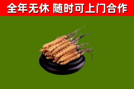 张家界回收散虫草